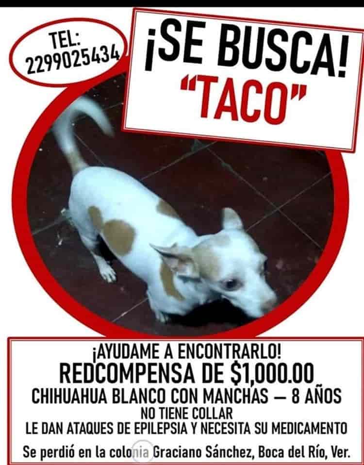 Buscan a “Taco”, perrito chihuahua perdido en Veracruz; ofrecen recompensa