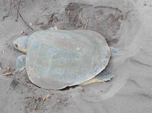 Campamento Playa Coral resguarda 830 huevos de tortuga