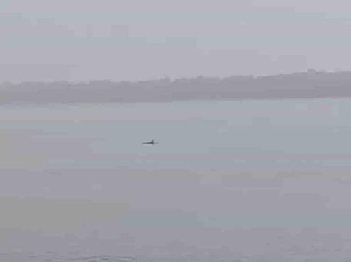 Cachan a delfines nadando en Playa Regatas de Veracruz (+video)