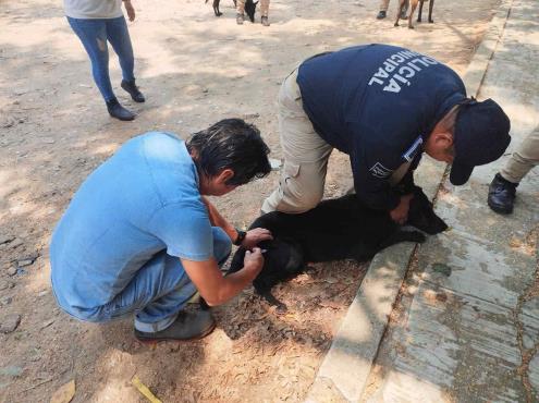 ¡Ante todo la salud! Vacunan a agentes caninos de la Policía de Coatzacoalcos