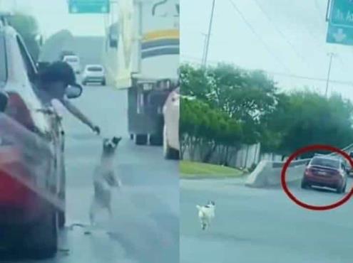 Captan a perrito corriendo desesperado detrás de un auto; ¿lo abandonaron? (+Video)