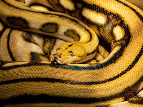 Localizan serpiente pitón carnívora de 4 metros en el puerto de Veracruz