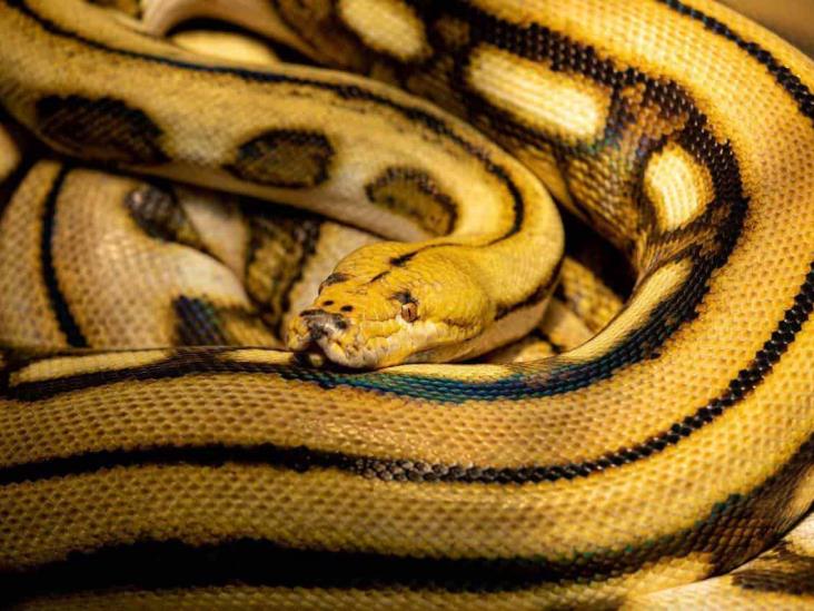 Hallan en Veracruz serpiente pitón carnívora de 4 metros