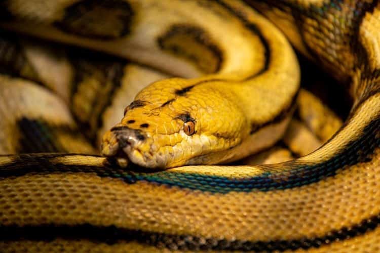 Hallan en Veracruz serpiente pitón carnívora de 4 metros