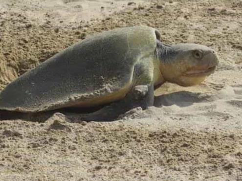 Llegan las primeras tortugas a playas de Coatza; han desovado 830 huevos