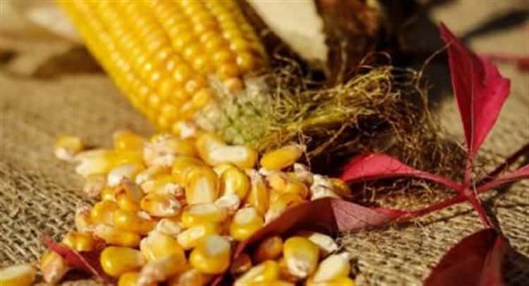 Auge en Veracruz de producción agroalimentaria: ya es uno de los 3 ‘gigantes’ del país
