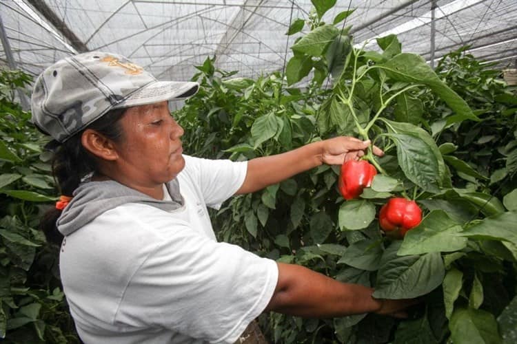 Auge en Veracruz de producción agroalimentaria: ya es uno de los 3 ‘gigantes’ del país