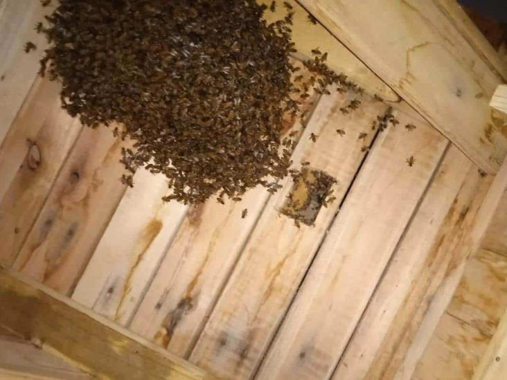 Controlan enjambre de abejas en vivienda de Vega de Alatorre