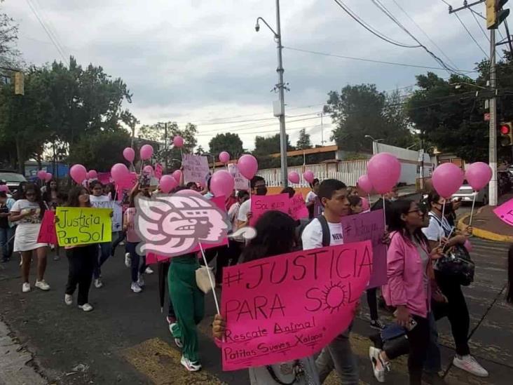 Exigen aplicación de Ley contra el maltrato animal; justicia para Sol, perrita asesinada en Xalapa (+Video)