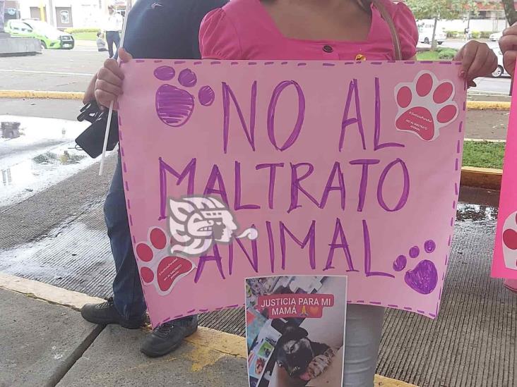 Exigen aplicación de Ley contra el maltrato animal; justicia para Sol, perrita asesinada en Xalapa (+Video)