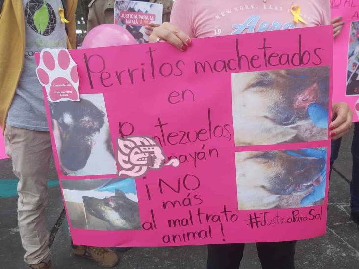 Exigen aplicación de Ley contra el maltrato animal; justicia para Sol, perrita asesinada en Xalapa (+Video)