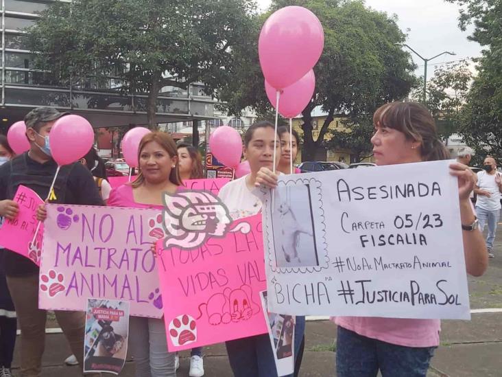 Exigen aplicación de Ley contra el maltrato animal; justicia para Sol, perrita asesinada en Xalapa (+Video)