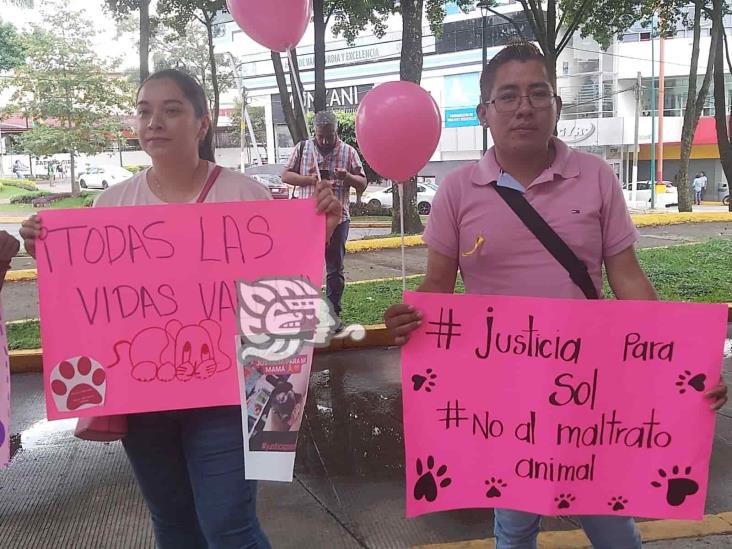 Exigen aplicación de Ley contra el maltrato animal; justicia para Sol, perrita asesinada en Xalapa (+Video)