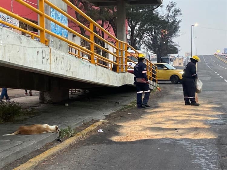 Derrapa motociclista tras atropellar a un perro en Veracruz