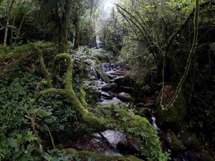 En peligro el bosque mesófilo en Xalapa