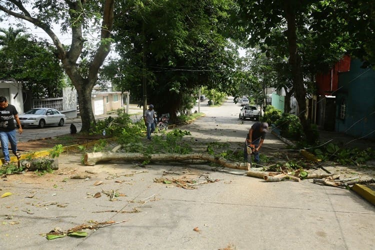 Tormenta dejó 6 árboles caídos en Coatza: PC