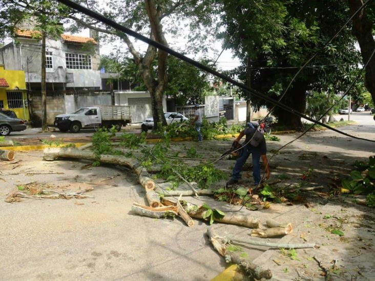 Tormenta dejó 6 árboles caídos en Coatza: PC