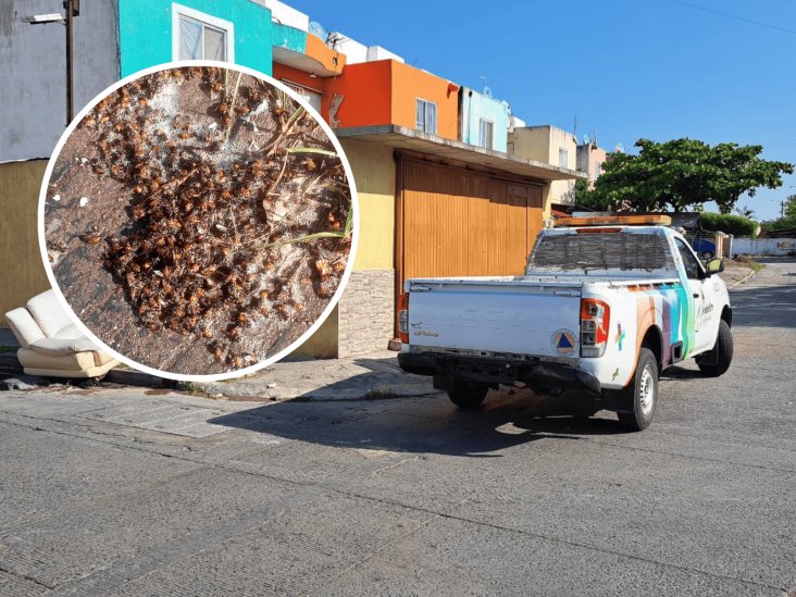 Controlan enjambre de abejas en Lagos de Puente Moreno, en Veracruz