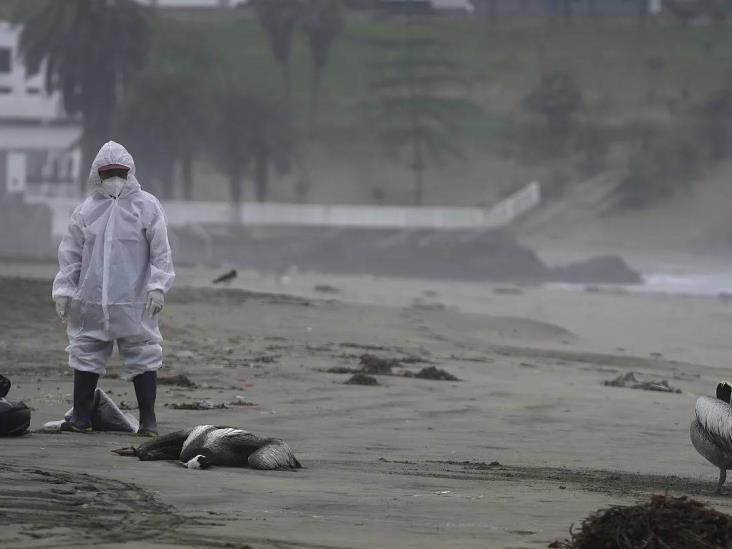 Alerta Brasil por aparición de casos de gripe aviar en aves marinas silvestres