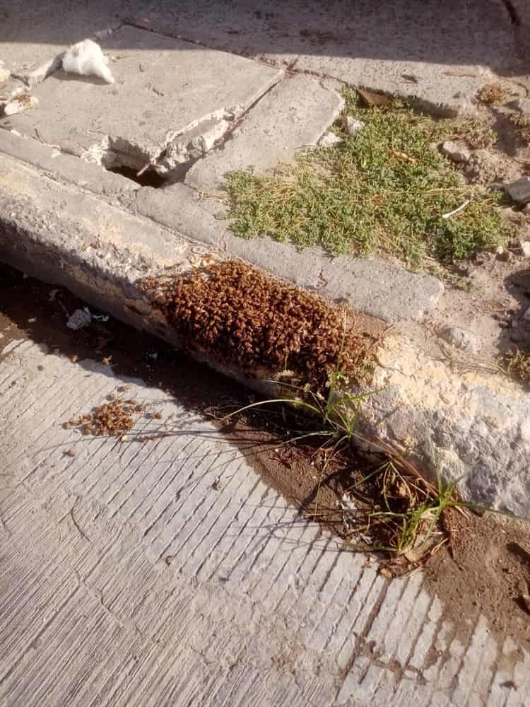 Extinguen enjambre de abejas en Lagos de Puente Moreno