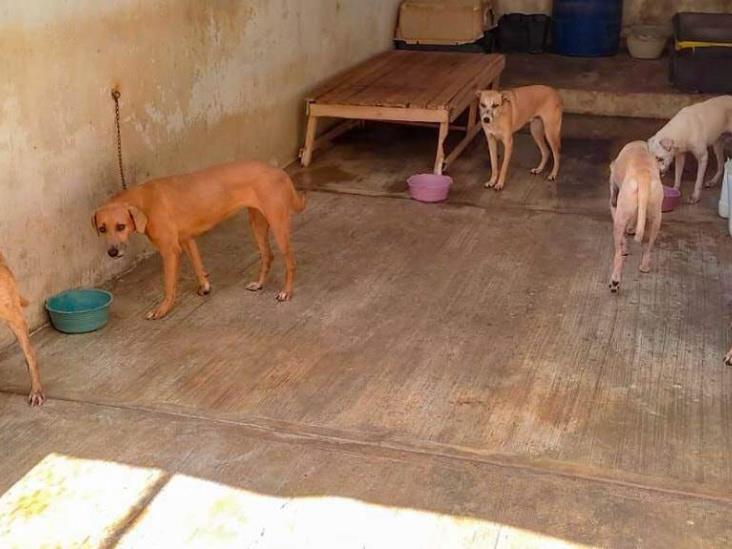 Atendidas, más de 50 denuncias por maltrato animal en Coatzacoalcos