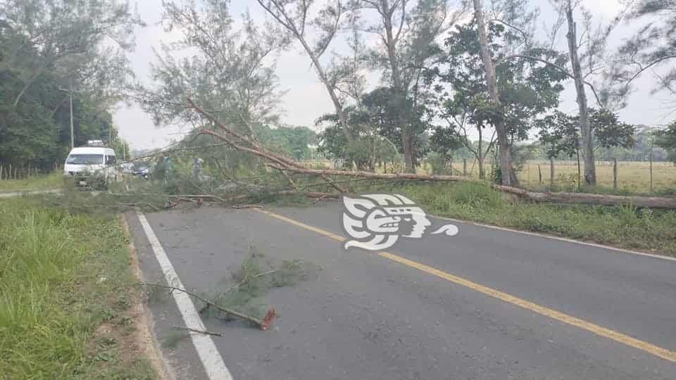 Por caída de árbol, cerrada la circulación en carretera Las Choapas-Cuichapa