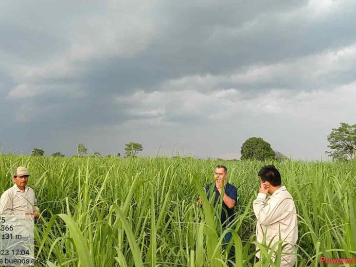 Caerá producción de caña en próxima zafra; azúcar se encarecerá