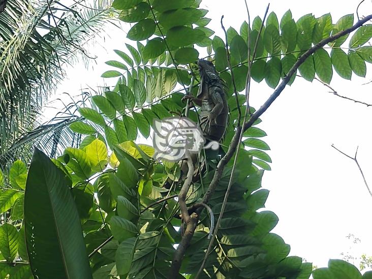 En peligro población de iguanas en el sur de Veracruz