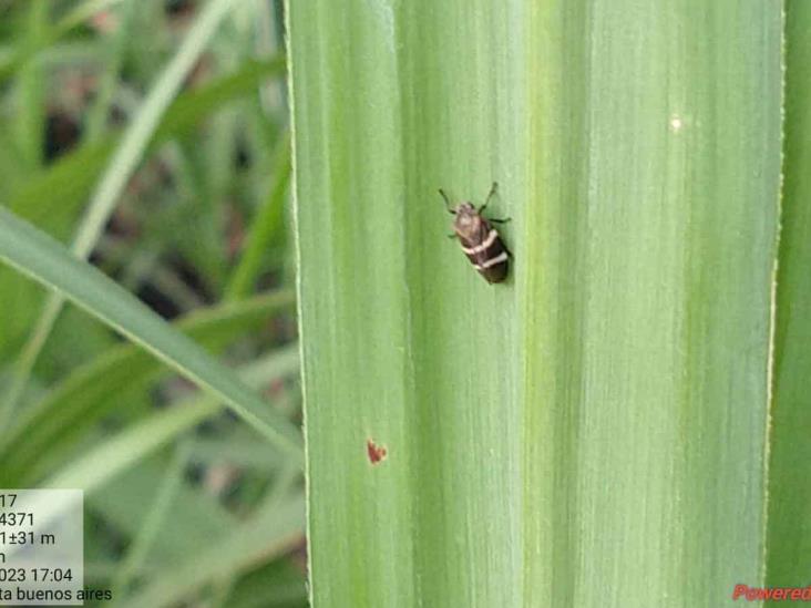 Caerá producción de caña en próxima zafra; azúcar se encarecerá