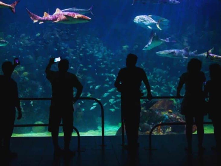 Un año de Aquarium de Veracruz: ¿Avances o retrocesos?