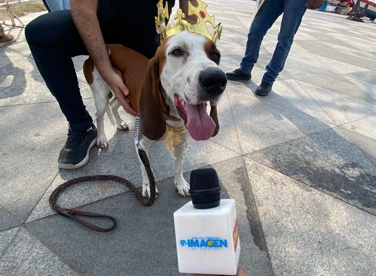 Invitan al Carnaval Canino 2023 en Veracruz; buscan recaudar fondos para albergue (+Video)