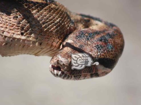 ¡Cuidado! Serpientes se refugian de calores en viviendas de Agua Dulce