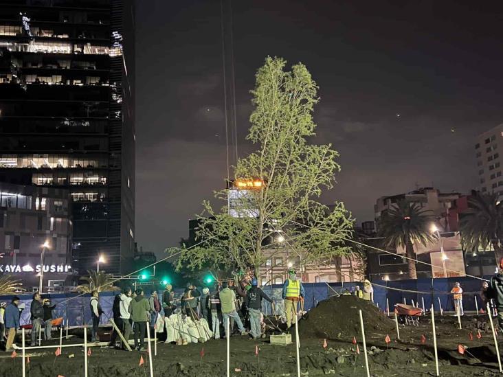 CDMX amanece con nuevo ahuehuete en Glorieta de Paseo de la Reforma