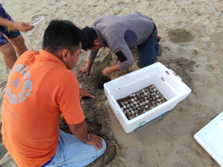 Tortuga desova 105 huevos en playas de Coatzacoalcos