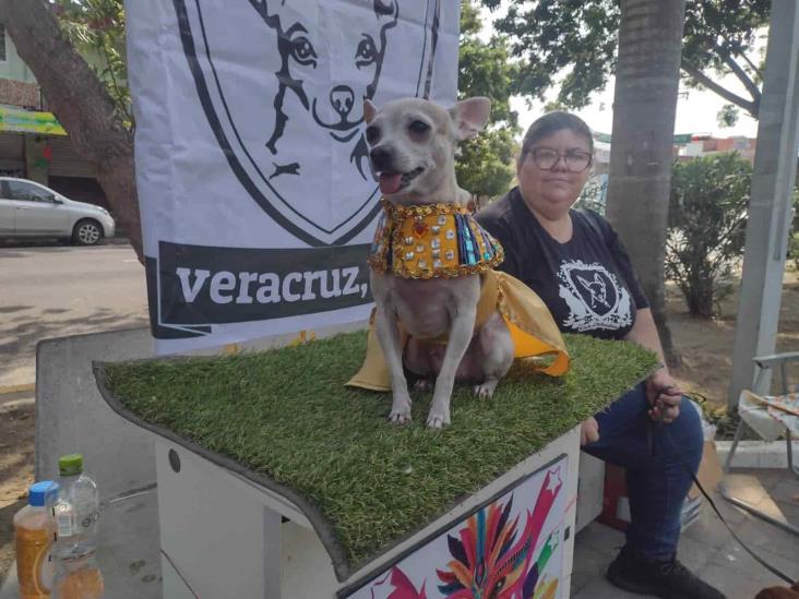 Carnaval Canino de Veracruz va por meta de 3.5 toneladas de croquetas