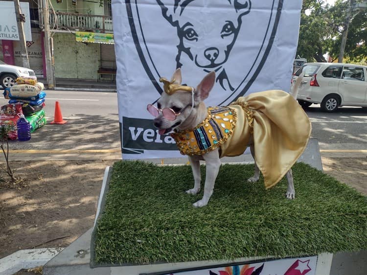 Carnaval Canino de Veracruz va por meta de 3.5 toneladas de croquetas