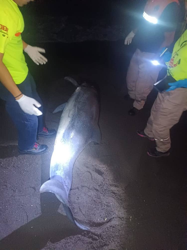 Hallan delfín muerto en playas de la Riviera Veracruzana(+Video)