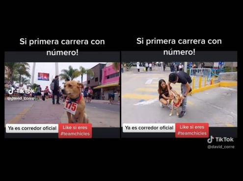 ‘El chicles’, el perro maratonista que está rompiendo las redes (+Video)