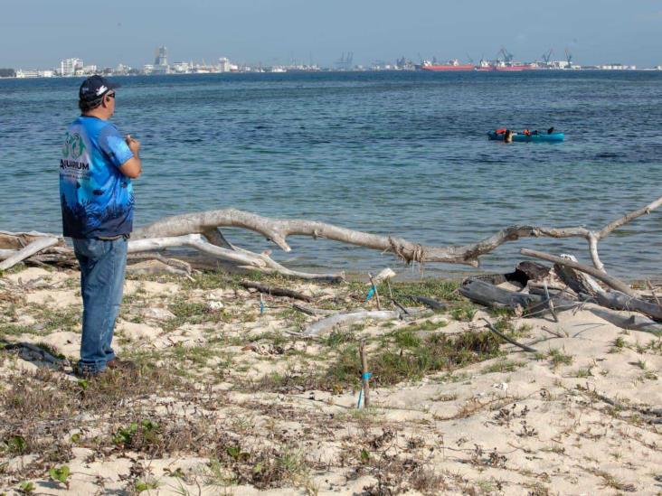 Instala Aquarium del Puerto de Veracruz campamentos tortugueros en islas del Sistema Arrecifal Veracruzano