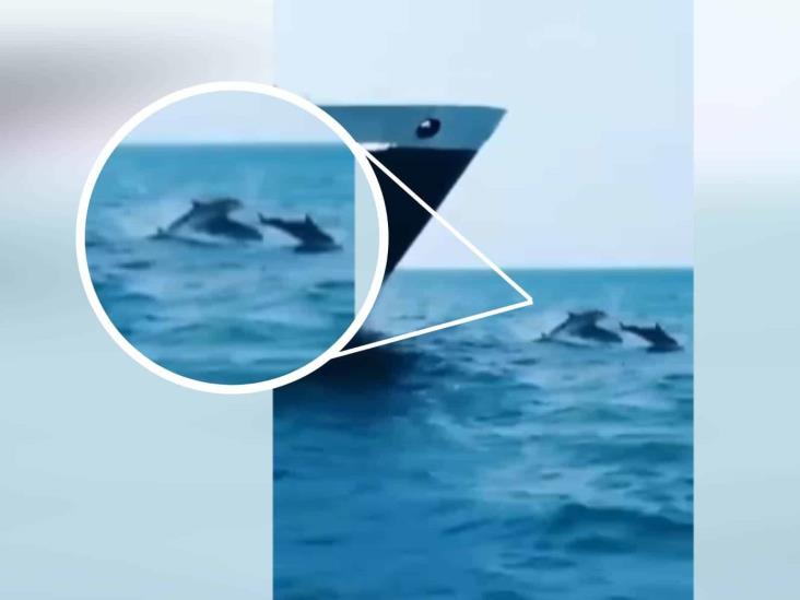 Graban a delfines nadando en el mar del puerto de Veracruz(+Video)