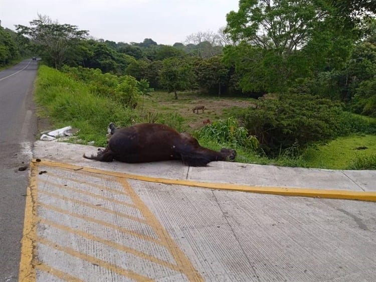 Camioneta atropella y mata a caballo en carretera a San Andrés Tuxtla