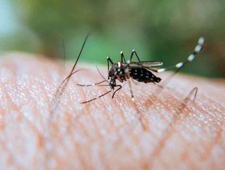 Si ya te dio dengue, ¿te puede volver a dar? Esto dice especialista