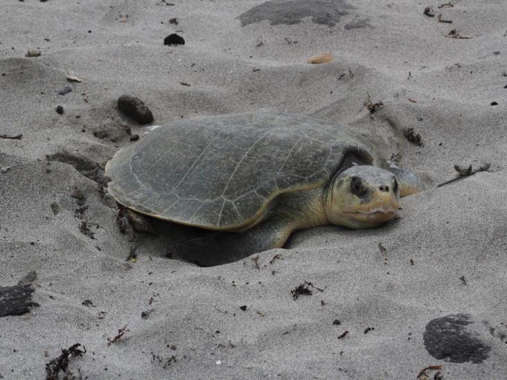 Llaman a cuidar a tortugas marinas que arriban a desovar en playas de Veracruz-Boca del Río