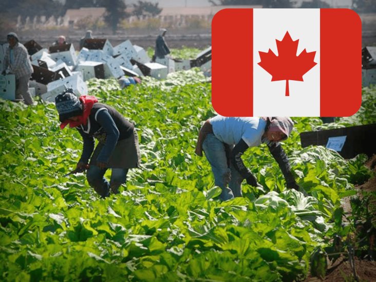 “Todo es un engaño”: migrantes mexicanos denuncian red de esclavitud en Canadá