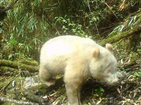¡No es un oso polar! Captan al único panda albino en el mundo