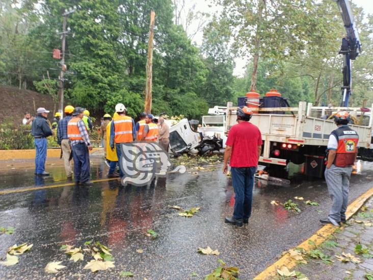 En aparatoso accidente, árbol cae sobre trabajadores municipales de Xalapa; un muerto y 4 heridos (+Video)