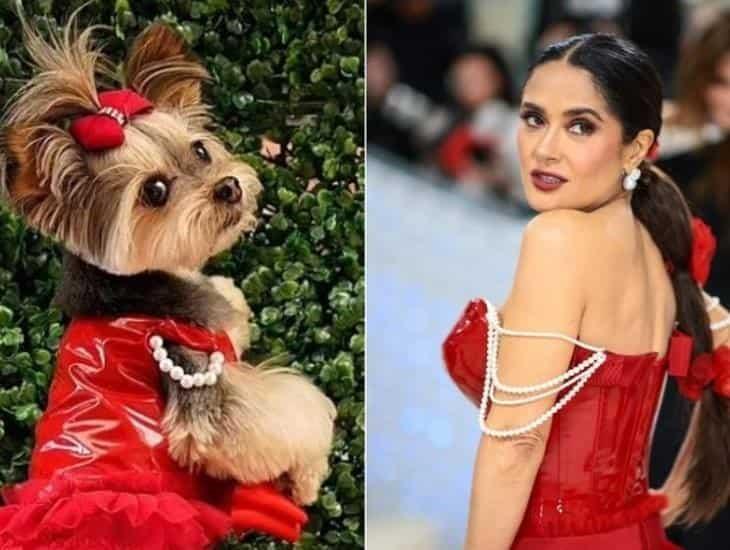 ¡Que tierno! Lomito recrea vestuario de Salma Hayek en la MET Gala