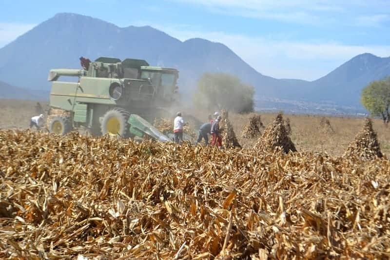 Tierra fértil, costos estériles: precios en picada y ventas disminuidas asfixian a productores en Veracruz