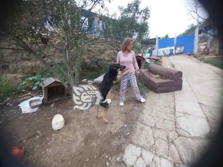 Albergue animal en Xalapa se queda sin croquetas y sin cuenta de Facebook