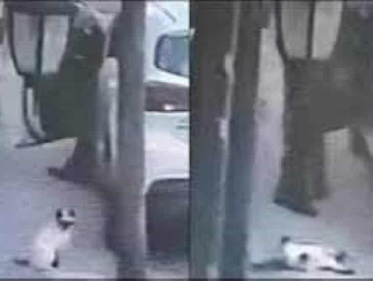Hombre mata a un gato de un disparo a la cabeza, en Tlalnepantla